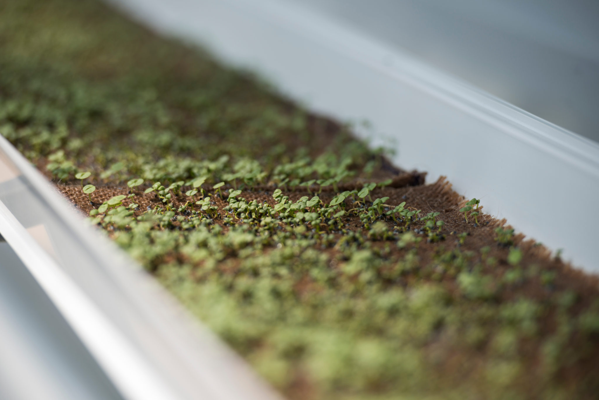 Greenhouse and Gardens Academic Internship Program University Sustainability