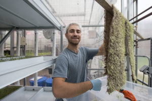 Mason Student Harvesting Microgreens in the Presidents Park Hydroponic Greenhouse Mason Student Harvesting Microgreens in the Presidents Park Hydroponic Greenhouse