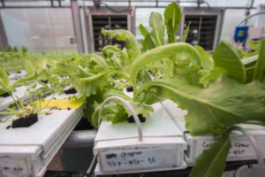 Lettuce Grown in the Presidents Park Hydroponic Greenhouse