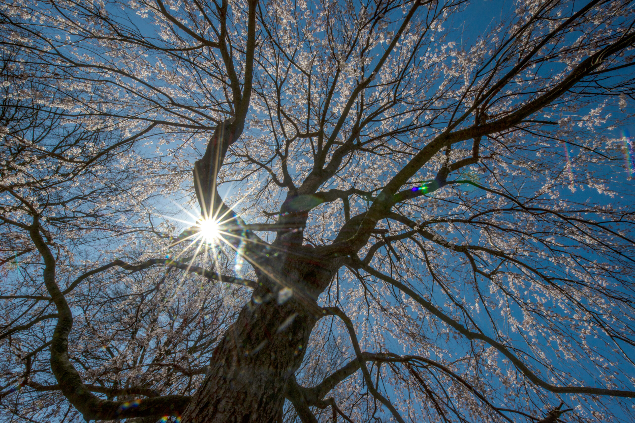 The George Mason University Arboretum