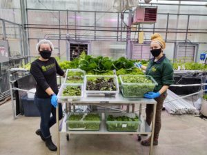 Harvesting Produce in the Presidents Park Hydroponic Greenhouse"