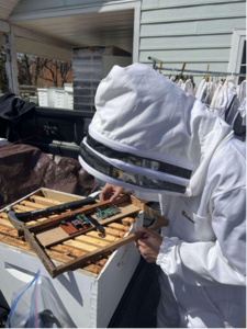 Student in a bee suit installing electronics into a bee hive. 