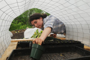 Mason Student in the Potomac Heights Organic Vegetable Garden